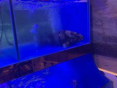 -小龍鳳·港式海鲜打边炉(沙湖路店)