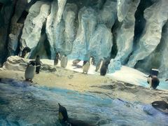 -帝企鹅自助餐厅•儿童岛•真企鹅(长隆企鹅酒店)