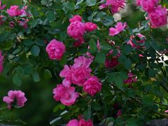 -丹东路渡口(轮渡站)