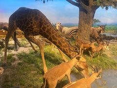 -国家自然博物馆