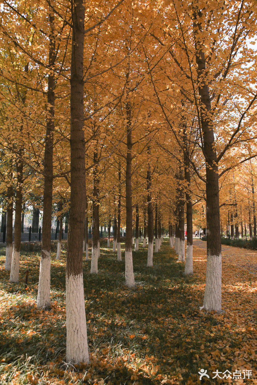 近邻香山的银杏林拍摄地 | 闵庄路上的「丹青圃公园」