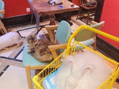-猫色咖啡·猫咖
