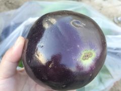 -庞各庄翠芳园西瓜蔬菜基地采摘园