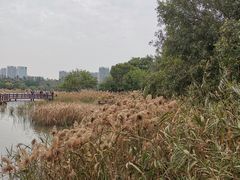 -五缘湾湿地公园