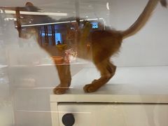 -三花喵·撸猫购宠·宠物生活馆(虹桥南丰城店)
