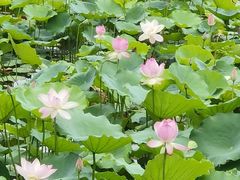 -荔湾湖公园