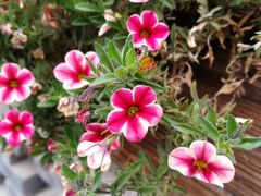 -嘉华鲜花饼·现烤(昆明老街店)