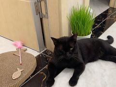 -安安宠医宠物医院·异宠·犬猫内科(岳阳分院)