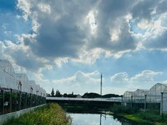 -马陆小张葡萄园农家乐