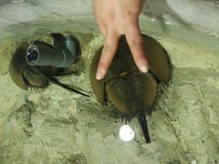 -洛阳龙门海洋馆