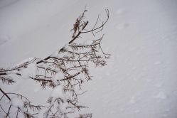 -大秃顶子山
