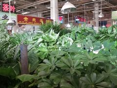-大自然花鸟鱼虫市场