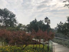 -铁山坪森林公园