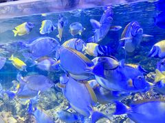-江和美海洋公园