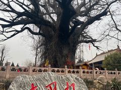 -大槐树寻根祭祖园