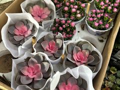 -宝鸡东道花鸟鱼虫市场(吉利花园商场店)