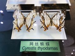 -上海昆虫博物馆