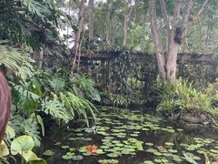 -中国科学院西双版纳热带植物园