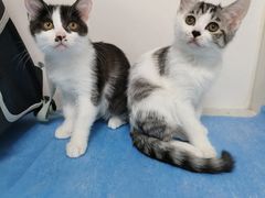 -纳吉亚猫专科动物诊疗中心(蒋宅口分院)