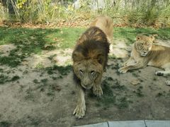 -北京野生动物园