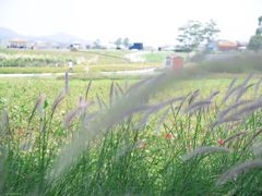 -光明小镇欢乐田园