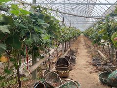 -马陆小张葡萄园农家乐