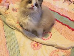 -Bastet sally猫舍购宠(静安店)