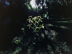 -燕晗山郊野公园