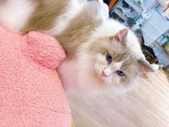 -1013 PET SHOP精品宠物商店(丁香店)