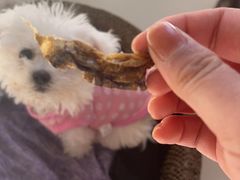 -派多格宠物·购宠(靛厂路店)