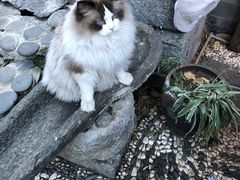 -喵屿·大理花园猫咖