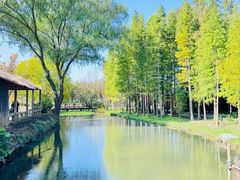 -溱湖国家湿地公园