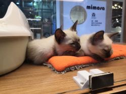 -MAGSTUDIO美格造型