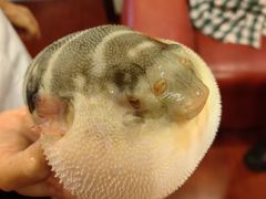 -长顺河豚馆(江洲东路)