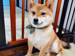 -逗柴咖啡屋·狗咖猫咖宠物桌游