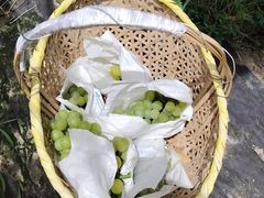 -马陆小张葡萄园农家乐