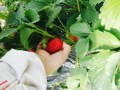 -大自然农场蔬菜草莓采摘园