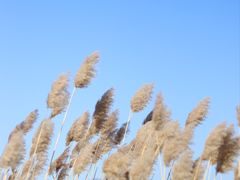 -野鸭湖国家湿地公园