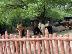 -上海野生动物园