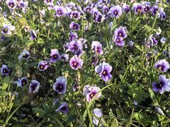 -狼山风景名胜区