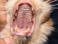 -东莞宠友24H宠物中心医院·转诊夜诊·异宠(新河北路院)