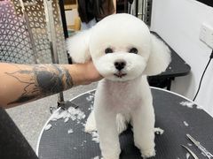 -小呆的宠物店·宠物售卖·宠物寄养(城西店)