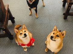 -柴源莊·柴小宠柴犬咖啡