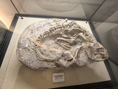 -辽宁古生物博物馆