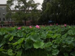 -四川大学(望江校区)