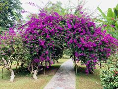 -中国科学院西双版纳热带植物园