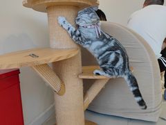 -怪兽屋·羊驼·猫咖·狗咖(俊华广场店)