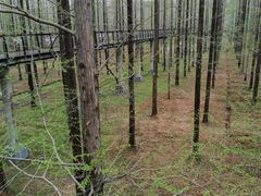 -黄海国家森林公园