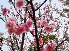 -天适樱花悠乐园