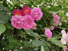 -青岛第三海水浴场